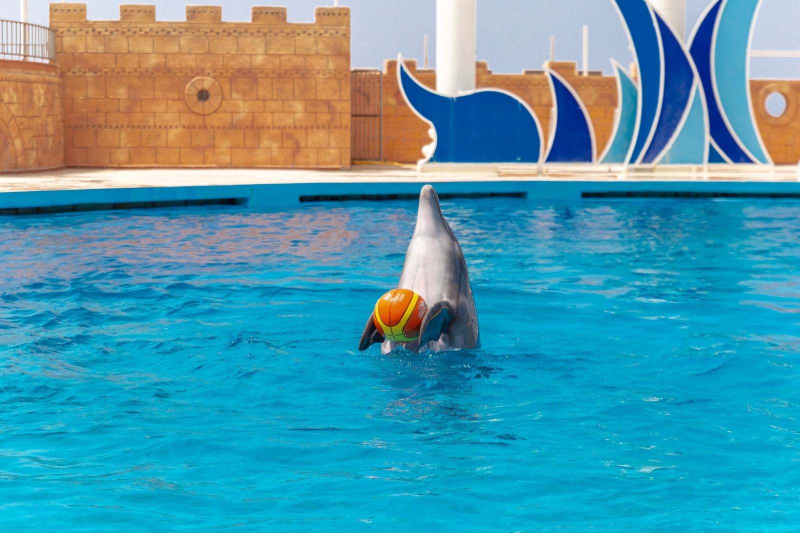 Dolphin Show Incekum gallery