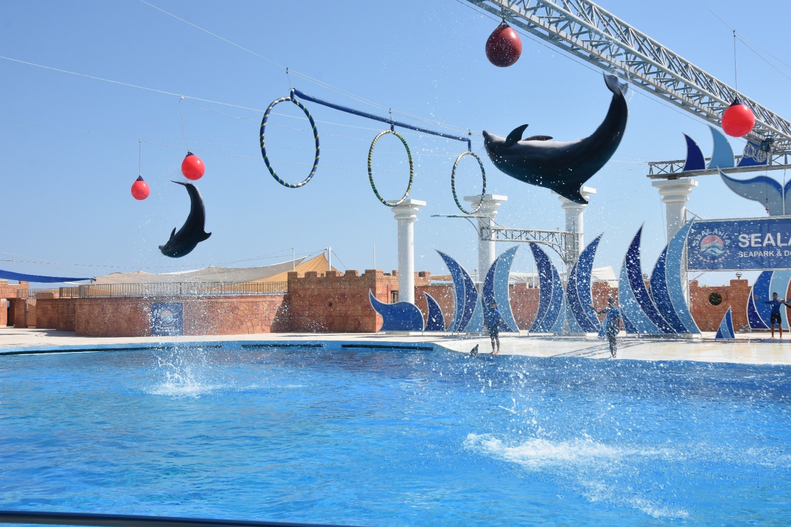 Swim With Dolphins in Avsallar gallery